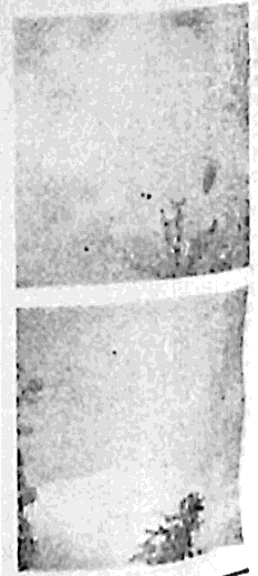 Scan.