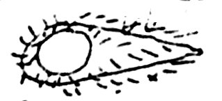 Croquis.