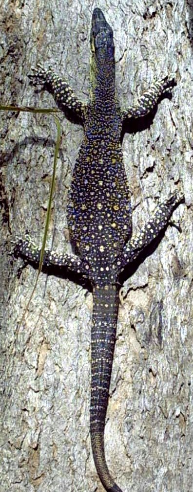 Photographie de Varanus varius