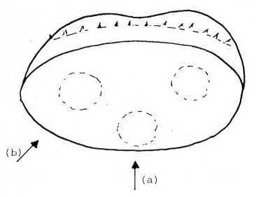 Fig. 