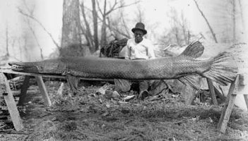 Alligator gar
