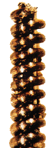 Fig.2