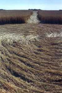 Crop circle