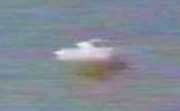 Frame from Disney UFO documentary