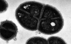 D. radiodurans