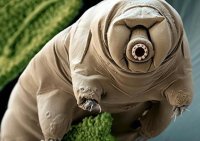 Tardigrada