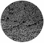 Microphotographie d'un débris d'Ubatuba