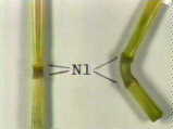 Nodes